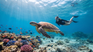 underwater wildlife photograph in the Gili Islands, Indonesia, a large green sea turtle swimming peacefully beside a snorkeler in clear blue tropical water,