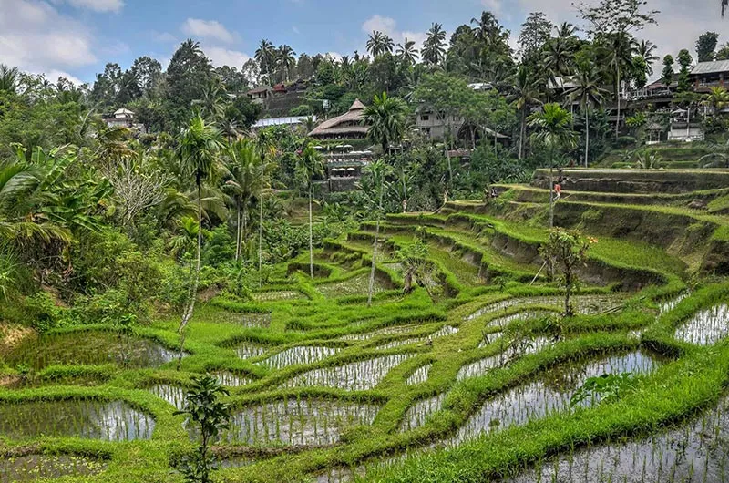 Tegallalang Rice Terraces